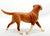 Labrador Retriever, Tan and White from ASPCA Benefit Animal Rescue Gift Set