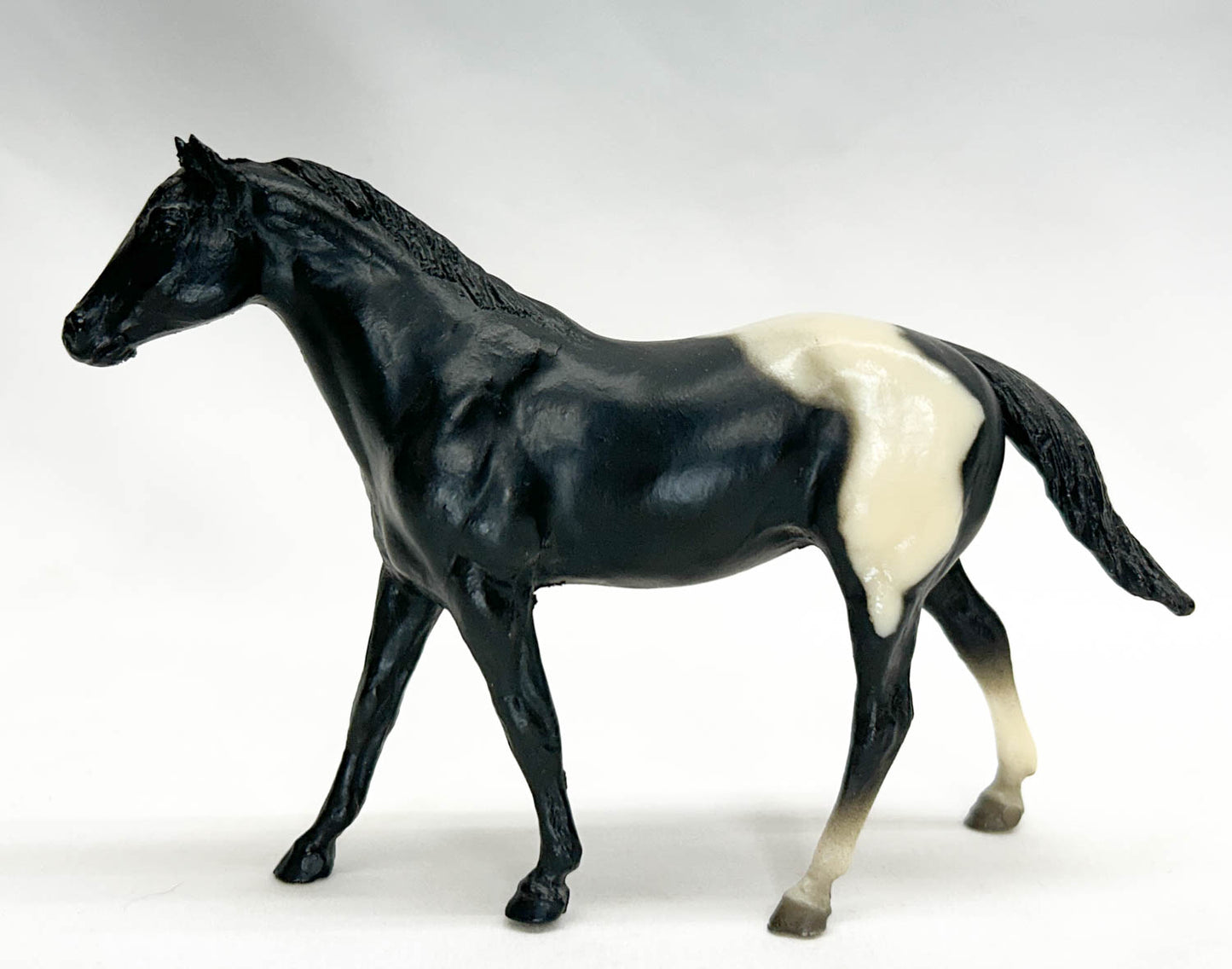 Quarter Horse Stallion, Black Appaloosa VARIATION:  No Spots!