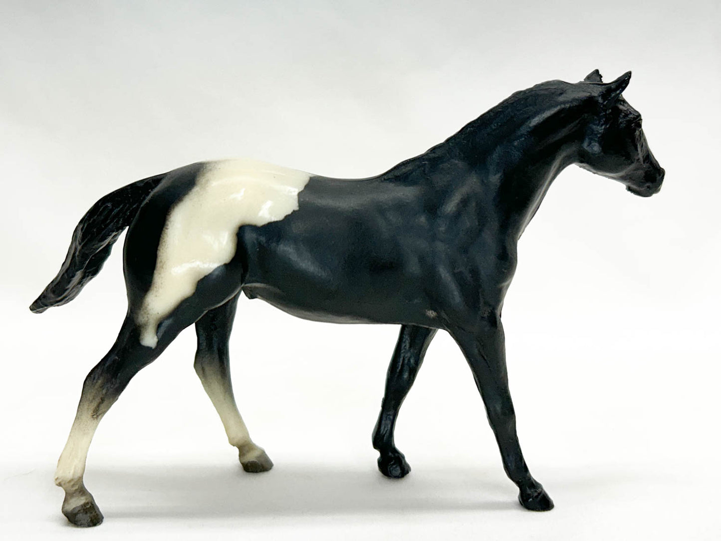 Quarter Horse Stallion, Black Appaloosa VARIATION:  No Spots!