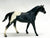 Quarter Horse Stallion, Black Appaloosa VARIATION:  No Spots!