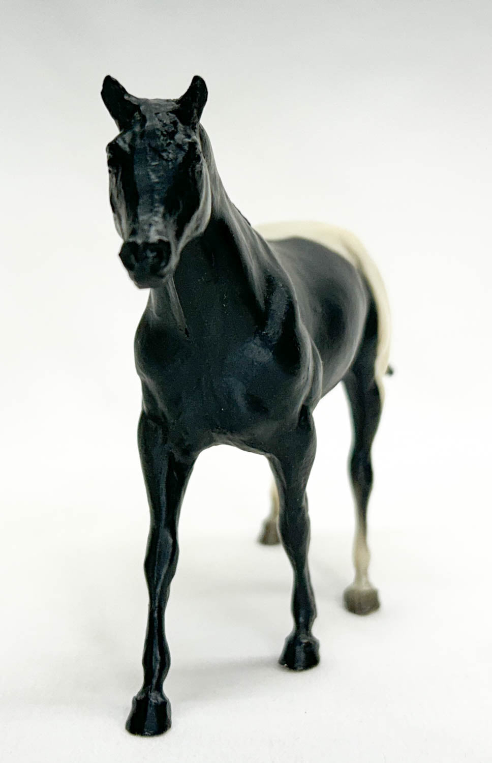 Quarter Horse Stallion, Black Appaloosa VARIATION:  No Spots!