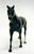Quarter Horse Stallion, Black Appaloosa VARIATION:  No Spots!