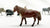 Large Group of Cast Metal Animals and People - likely Britains Ltd