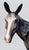 Molly Mule ~ Mabel - 2026 Vintage Club - GLOSSY