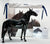 Murgese Stallion ~ Cosimo - Glossy - Premier Club
