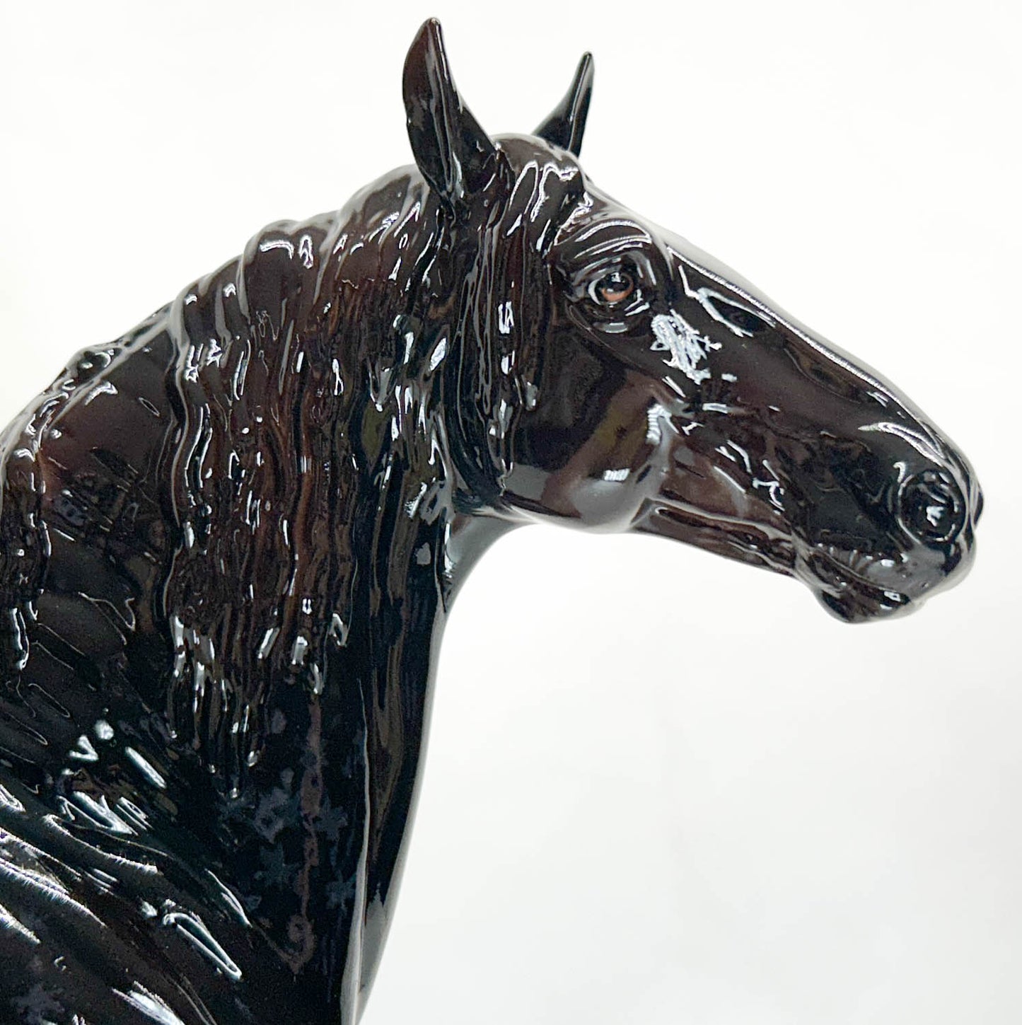 Murgese Stallion ~ Cosimo - Glossy - Premier Club