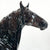 Murgese Stallion ~ Cosimo - Glossy - Premier Club
