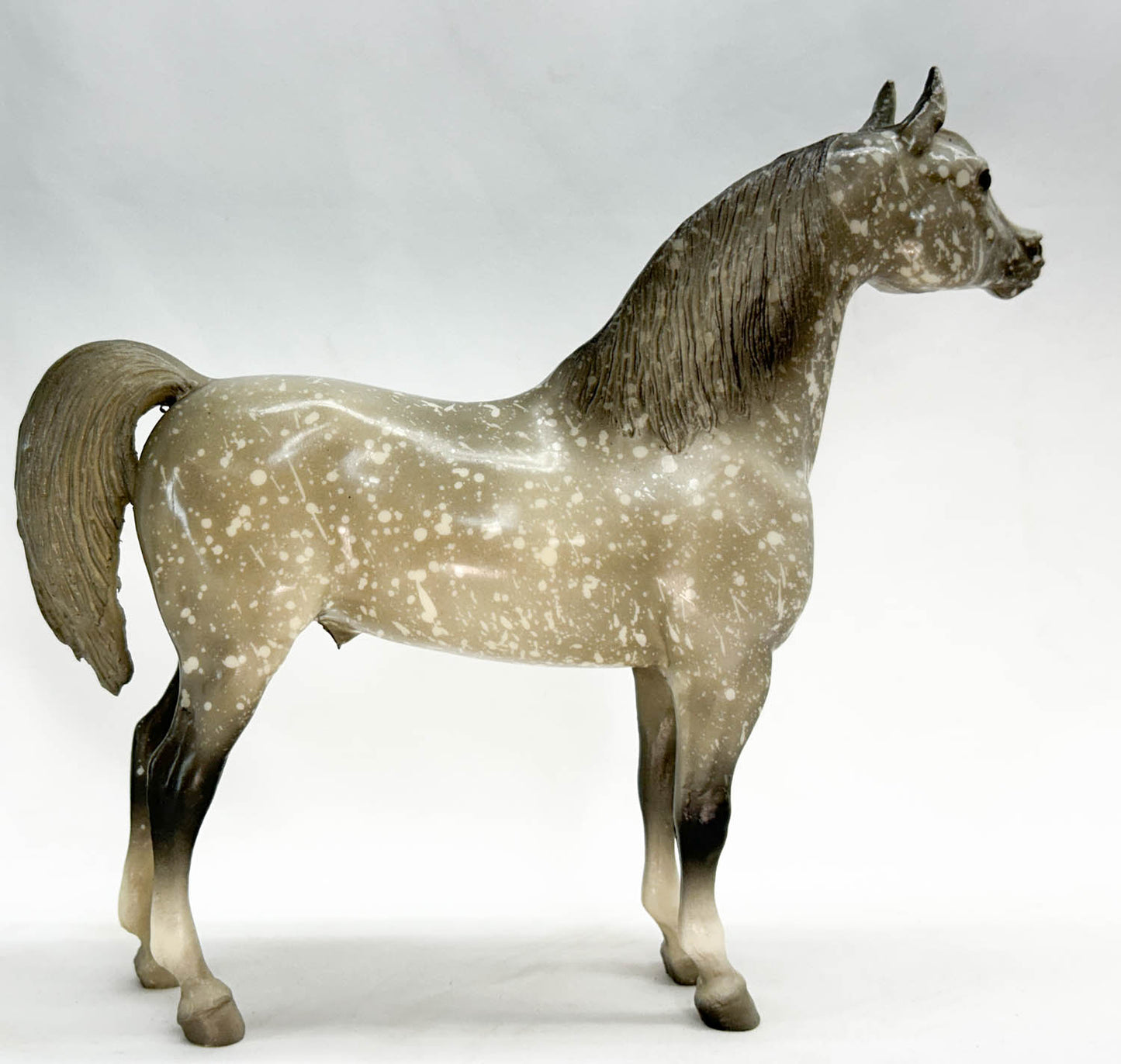 Proud Arabian Stallion, Dapple Grey, Semi-gloss from Eleda's herd - Variation
