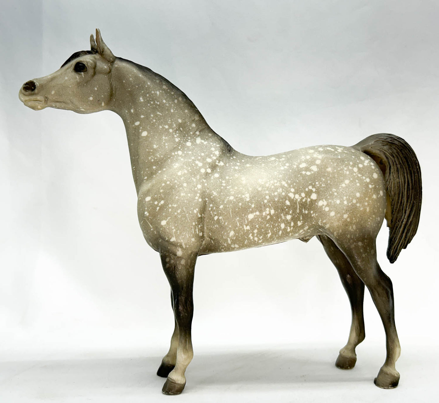 Proud Arabian Stallion, Dapple Grey, Matte from Eleda's herd