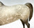 Proud Arabian Stallion, Dapple Grey, Matte from Eleda's herd