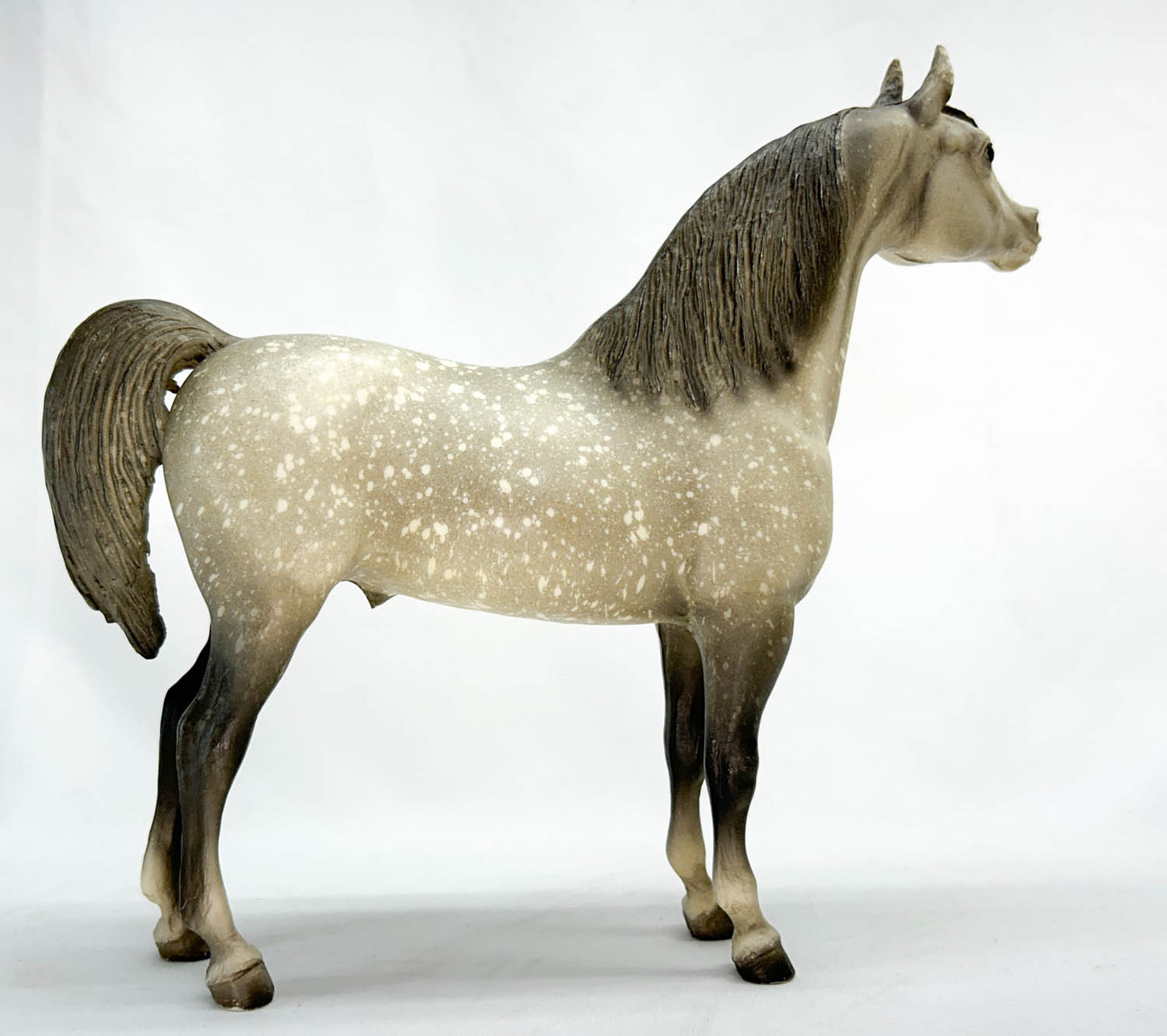 Proud Arabian Stallion, Dapple Grey, Matte from Eleda's herd