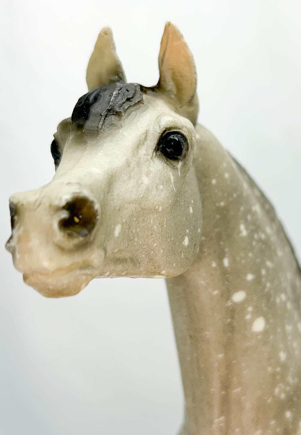 Proud Arabian Stallion, Dapple Grey, Matte from Eleda's herd