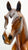 Standing Draft Horse ~ Wilton - Only 50 Made