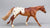 Roxy ~ CC Shuffle Surprise Model, Chestnut Appaloosa - BreyerFest 2013 SR