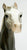 Running Foal ~ Spice, Smoke from Eleda's herd