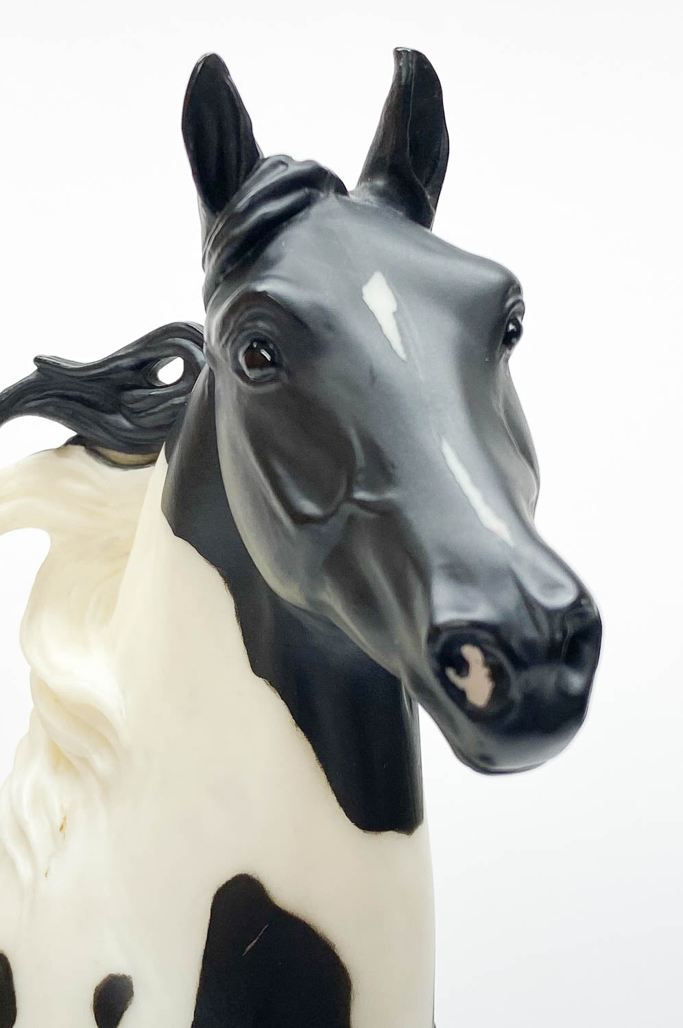 American Saddlebred Stallion, Black Pinto