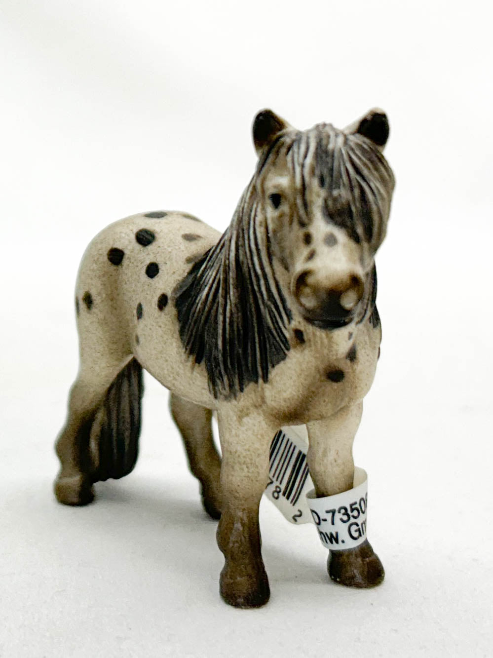 Falabella Gelding, Liver Chestnut Appaloosa