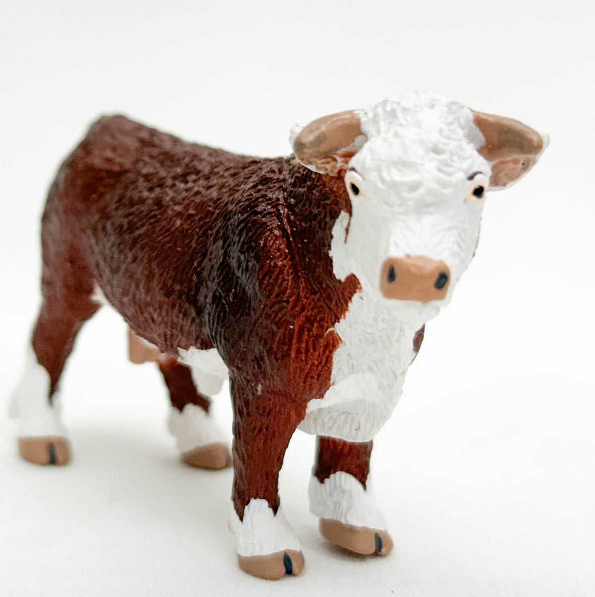 Bull, Hereford
