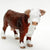 Bull, Hereford