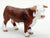Bull, Hereford