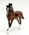 Cantering Warmblood, Bay