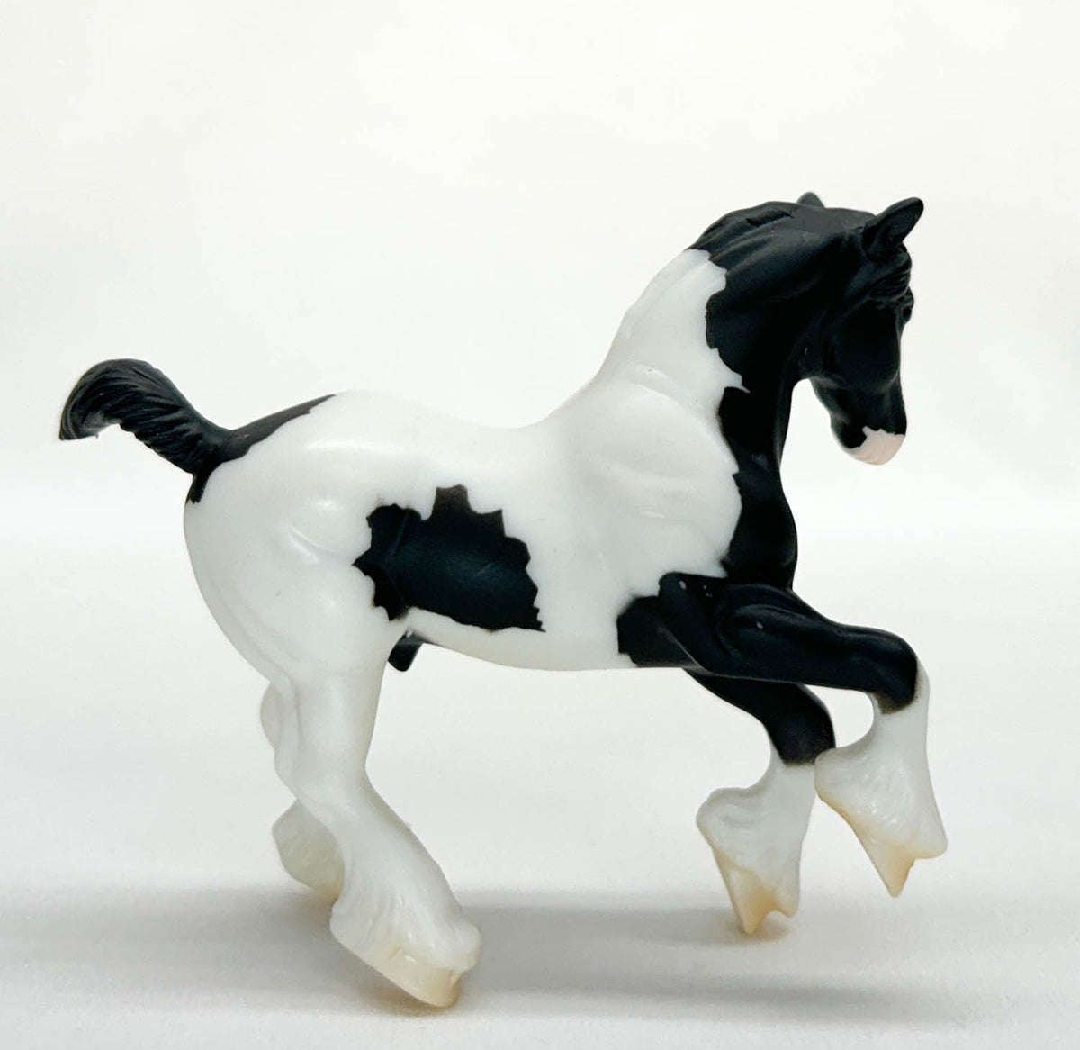Clydesdale, Black Pinto