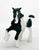 Clydesdale, Black Pinto