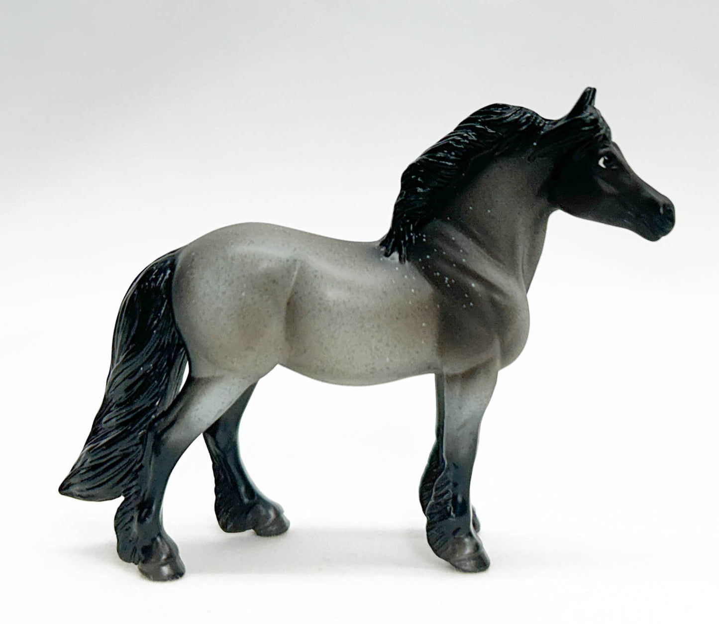 Highland Pony, Blue Roan