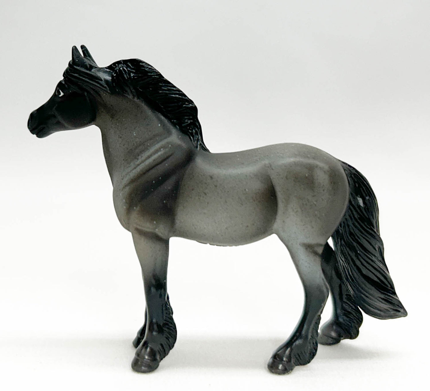 Highland Pony, Blue Roan