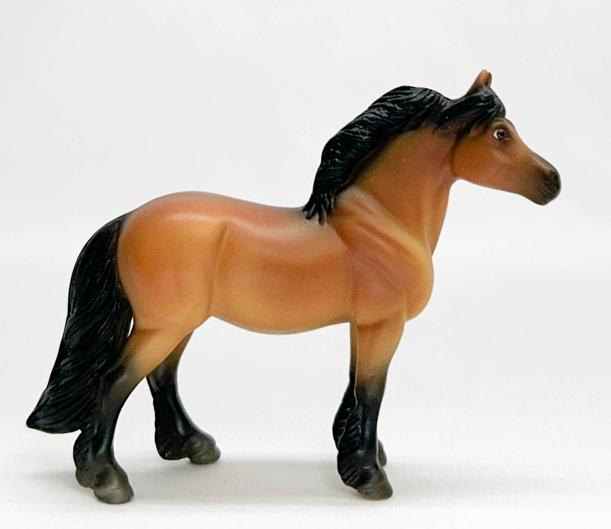Highland Pony, Dun