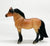 Highland Pony, Dun