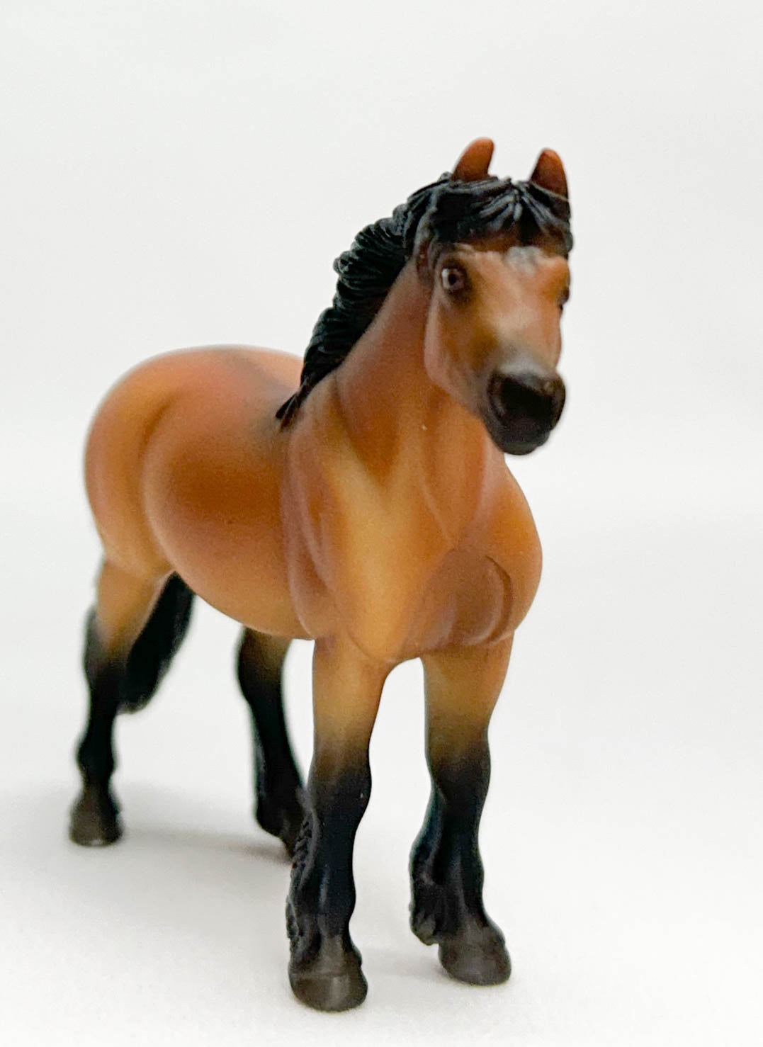 Highland Pony, Dun