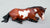 Lying Stock Horse, Bay Pinto - TSC SR, Mystery Horse Surprise Series 8