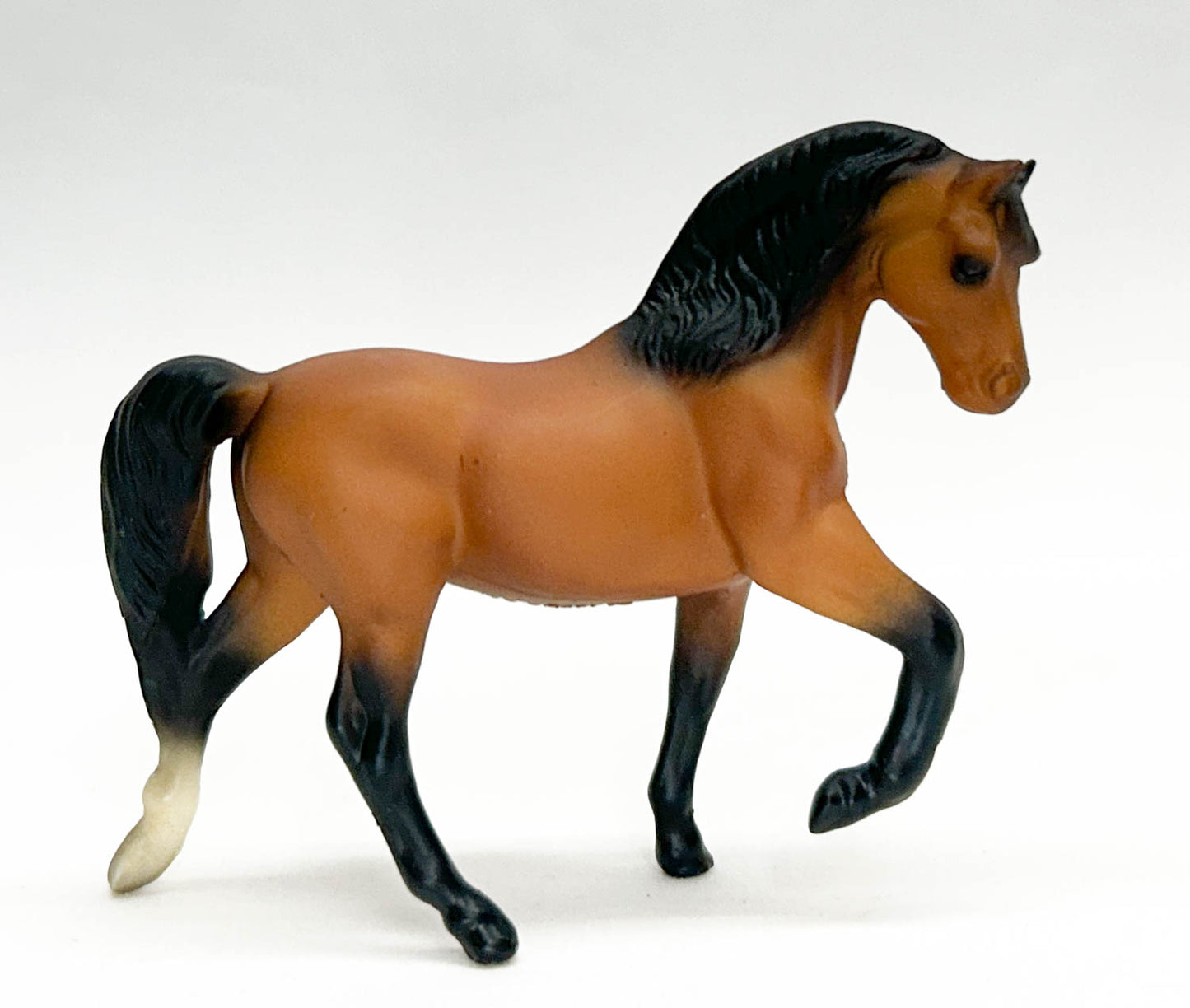 Morgan Stallion, Light Bay / Buckskin