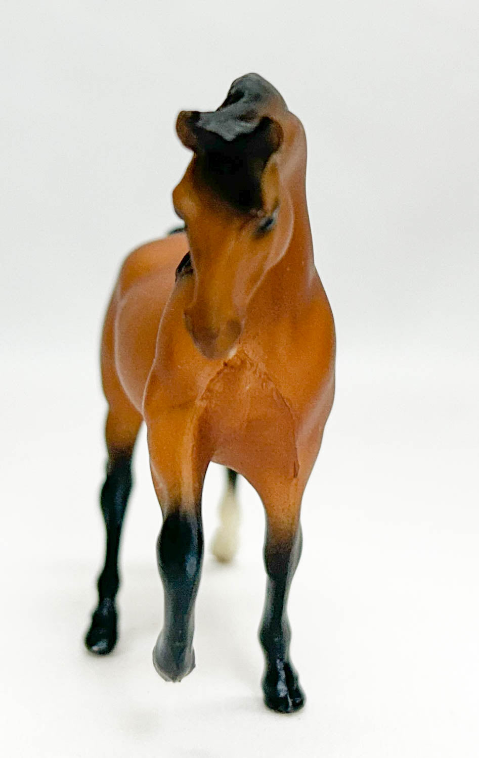 Morgan Stallion, Light Bay / Buckskin