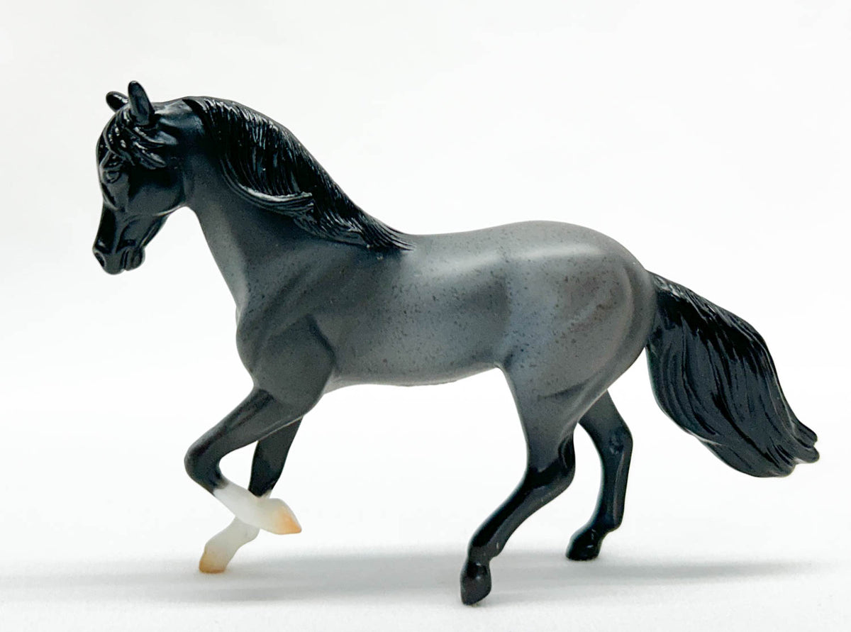 Paso Fino, Blue Roan