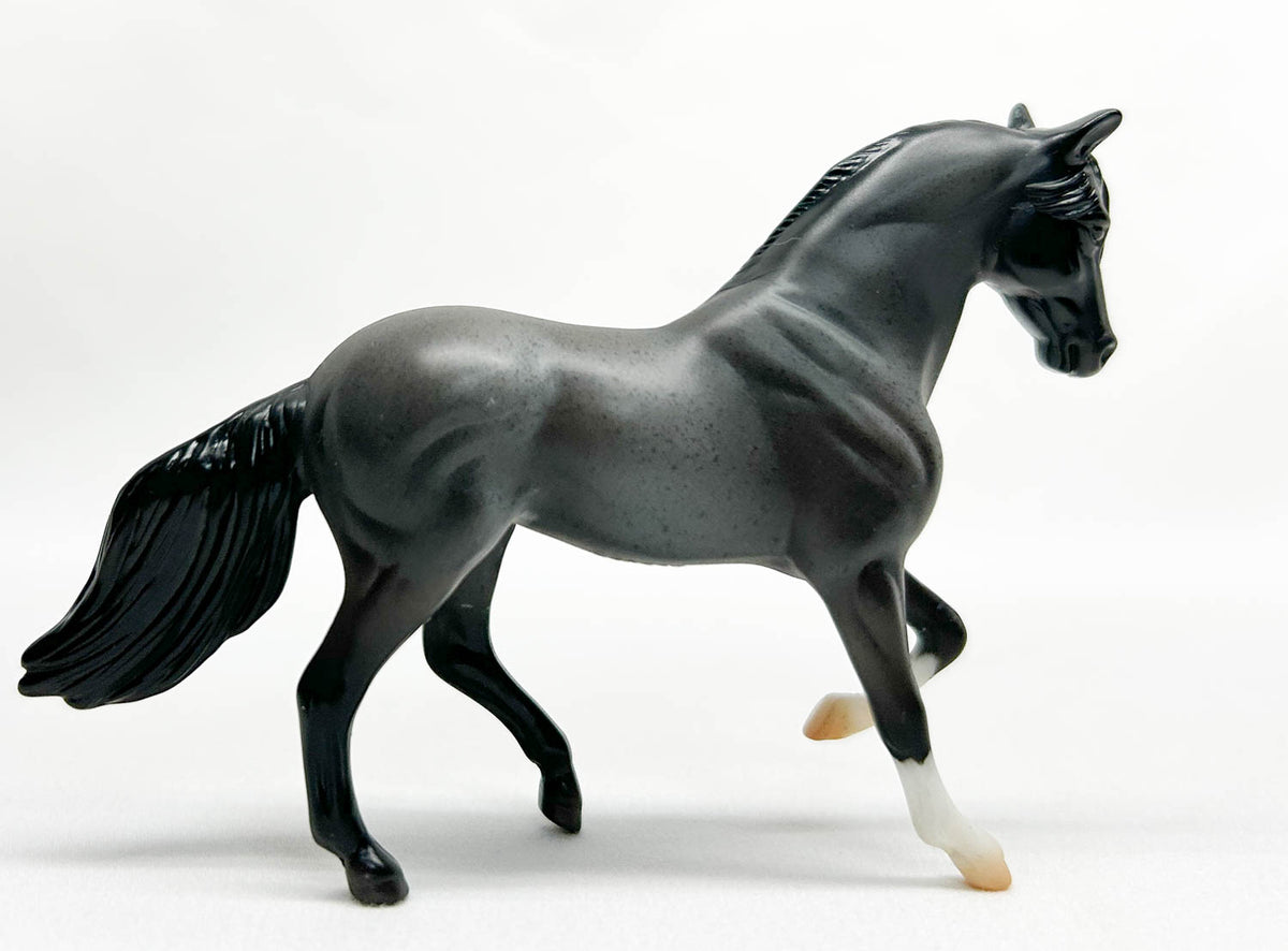 Paso Fino, Blue Roan