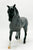 Paso Fino, Blue Roan