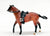 Quarter Horse Stallion, Bay from Junior Rider and English Saddle Set