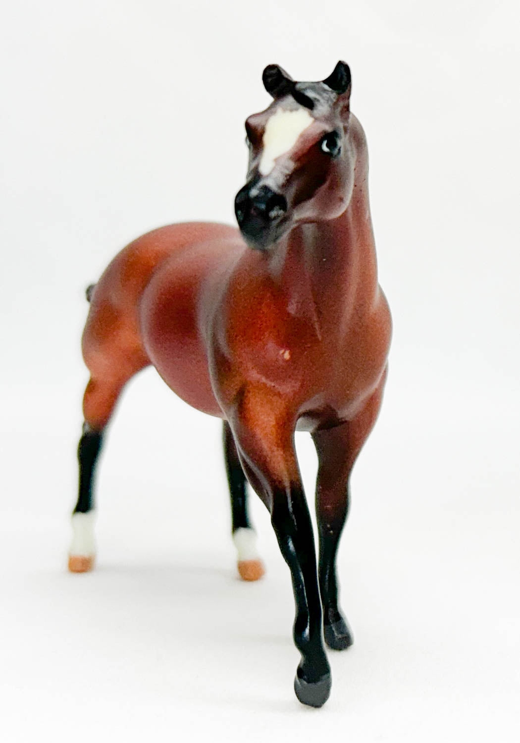 Quarter Horse Stallion, Bay from Junior Rider and English Saddle Set