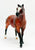 Quarter Horse Stallion, Bay from Junior Rider and English Saddle Set