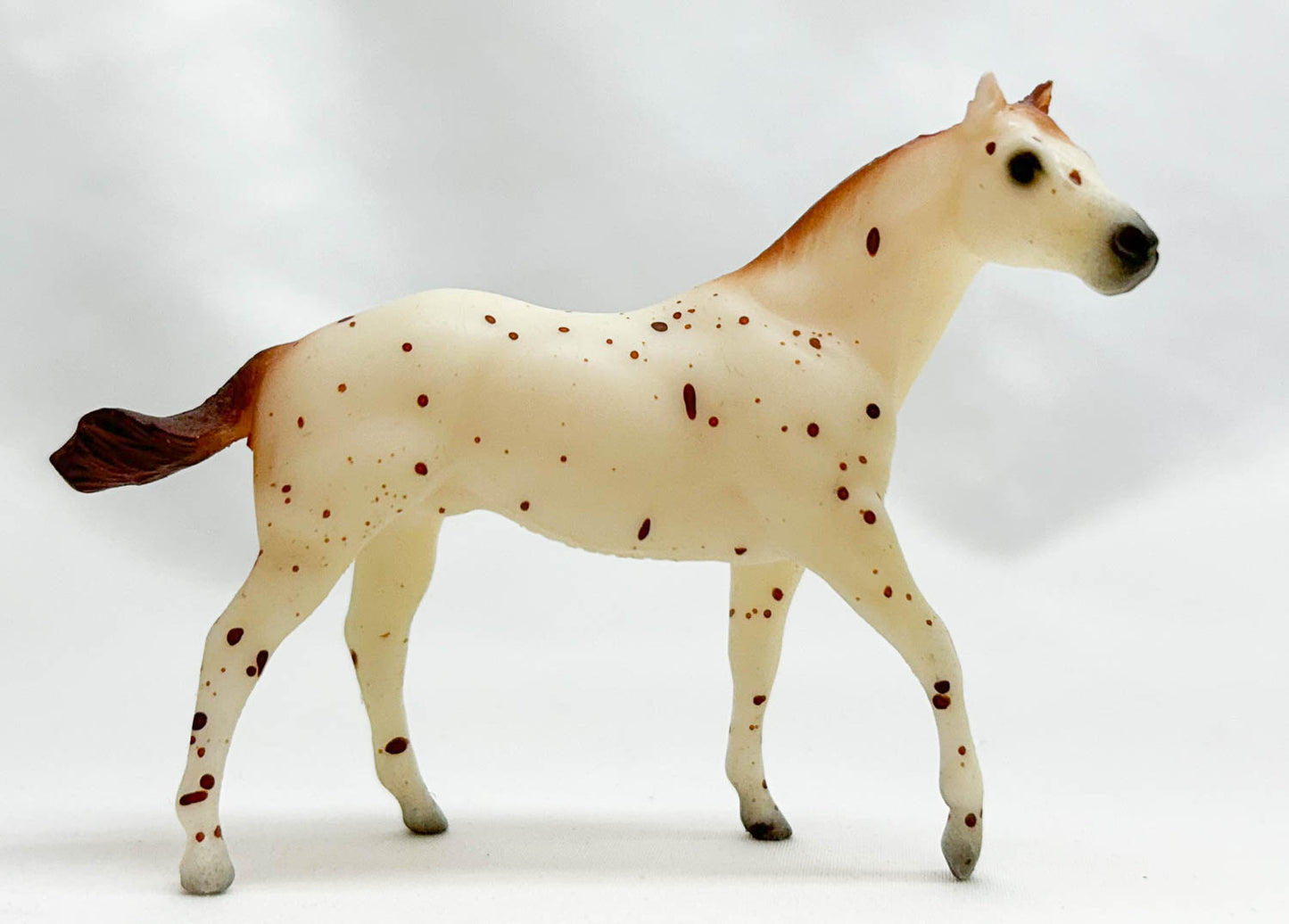 Quarter Horse Stallion, Leopard Appaloosa - Sears SR