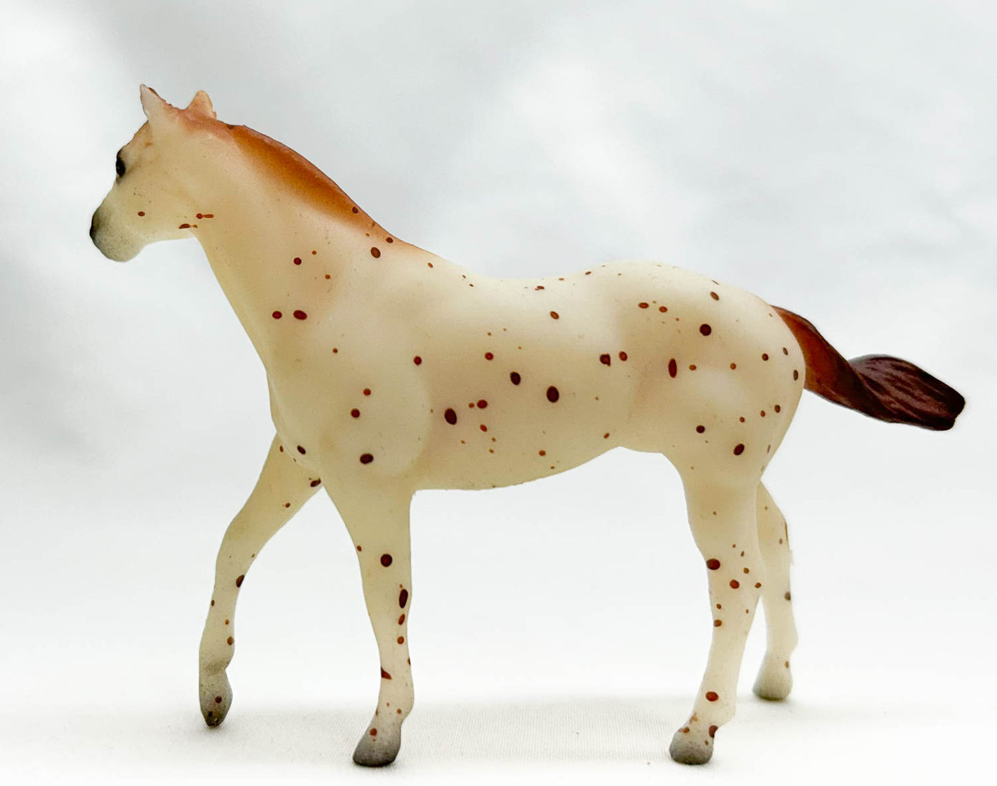 Quarter Horse Stallion, Leopard Appaloosa - Sears SR