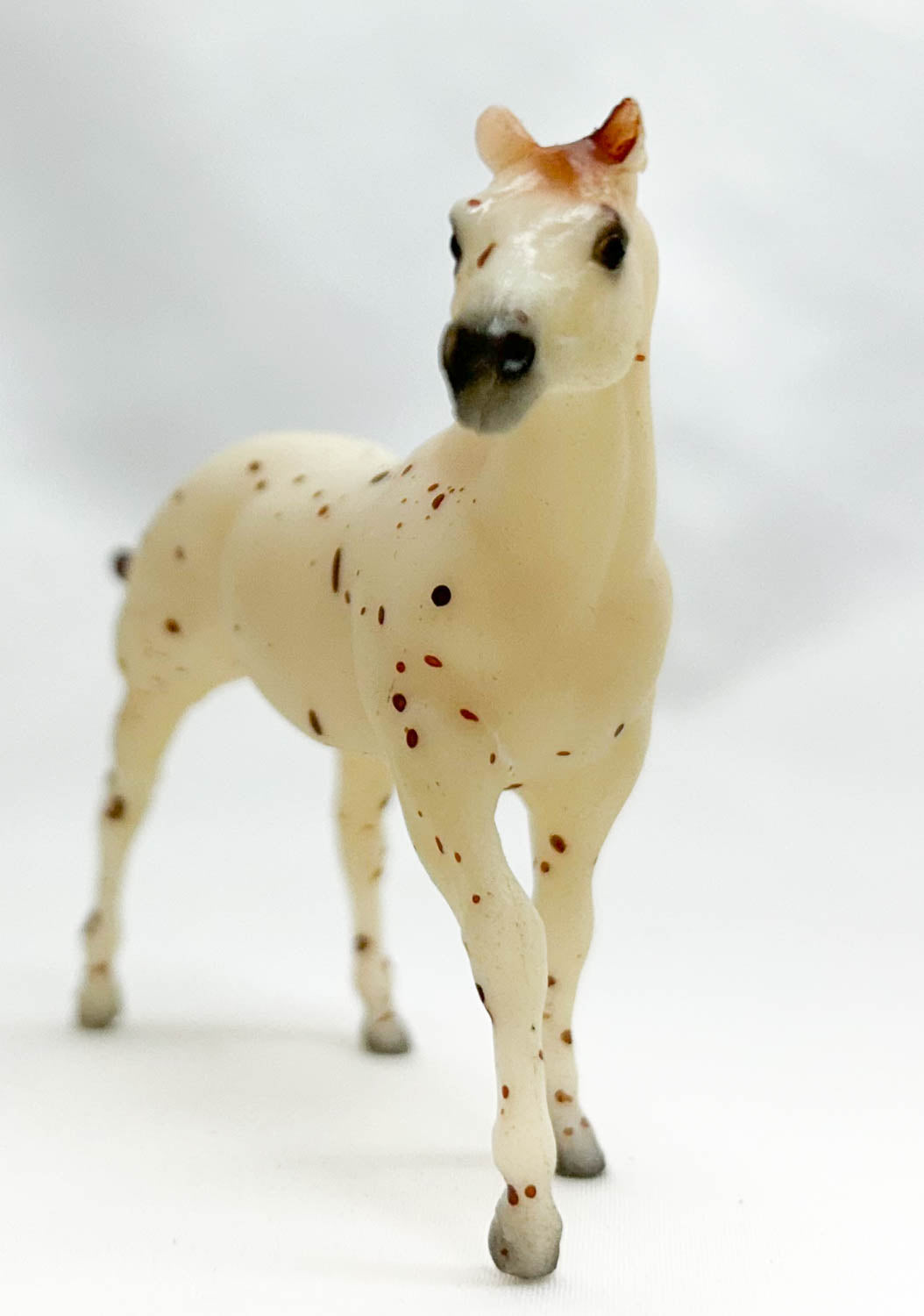 Quarter Horse Stallion, Leopard Appaloosa - Sears SR