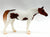 Quarter Horse, Liver Chestnut Pinto - TSC Blind Bags 2024