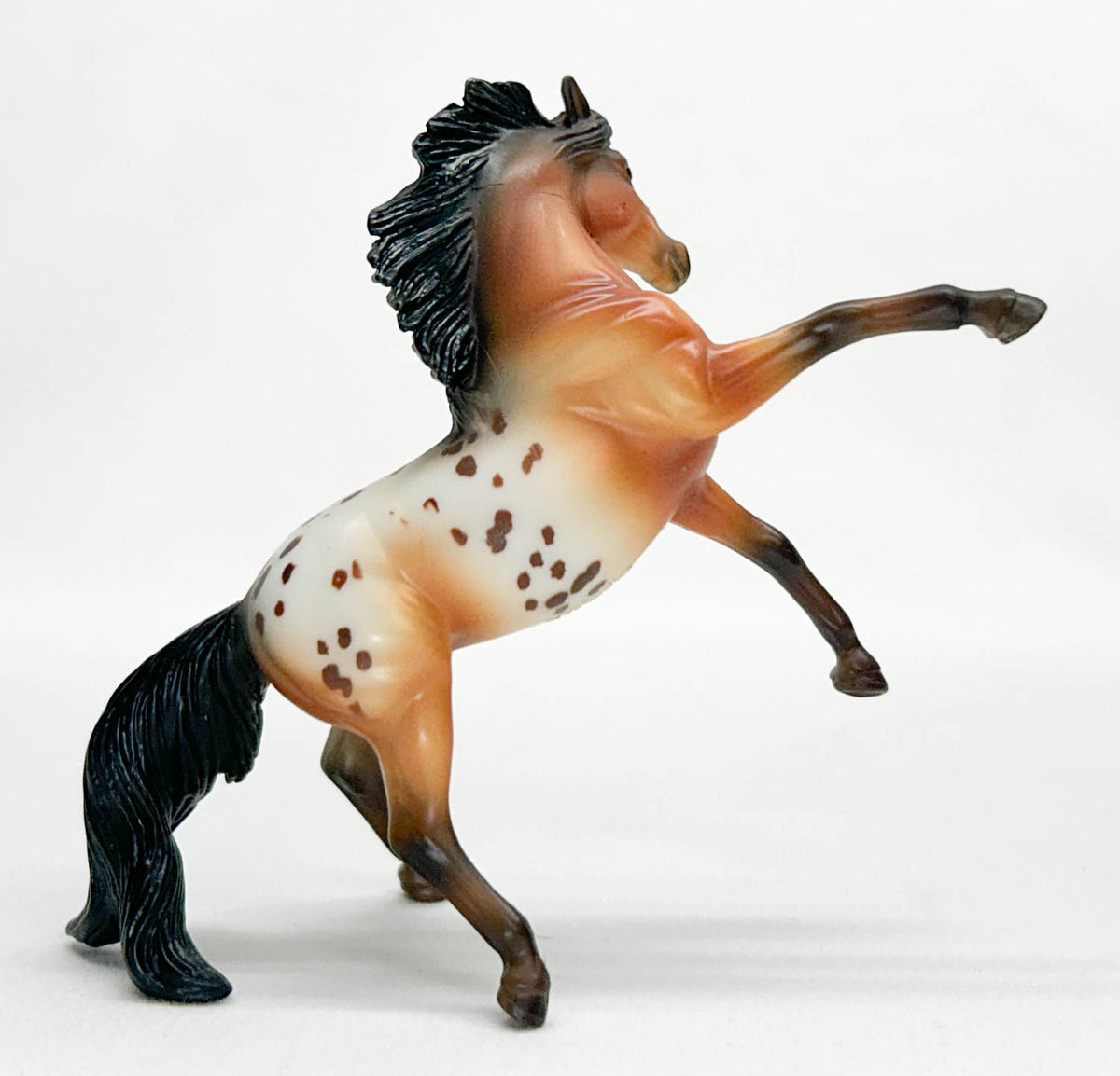 Rearing Andalusian, Bay Appaloosa