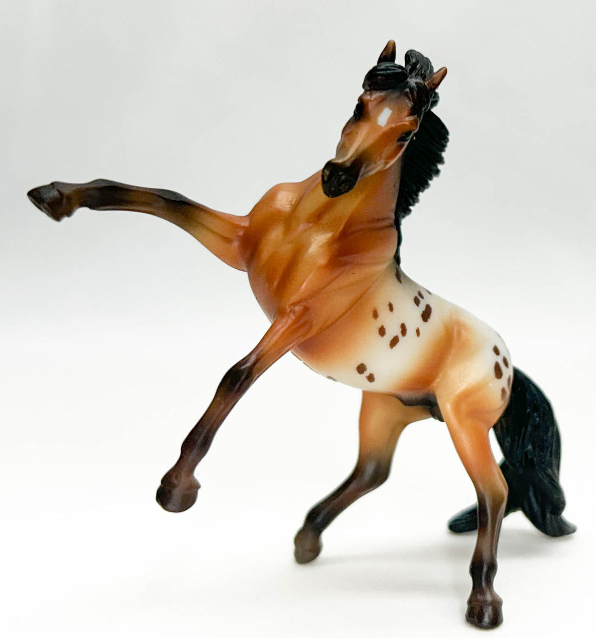 Rearing Andalusian, Bay Appaloosa
