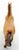 Standing Thoroughbred, Red Dun / Light Chestnut