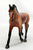 Trotting Warmblood ~ Max - Horses of Graceland