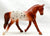 Trotting Warmblood, Chestnut Appaloosa